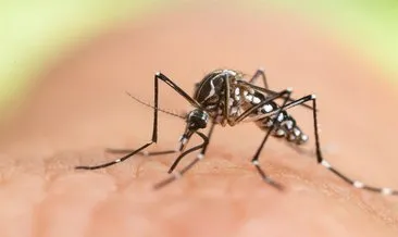 Zika virüsü taşıyan Aedes sivrisinek ısırığı nasıl geçer, tedavisi var mı? Aedes sivrisinek ısırığı belirtileri ve zararları #istanbul