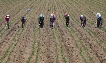 TÜİK açıkladı: Mevsimlik tarım işçilerinin günlük ücretleri arttı #nigde