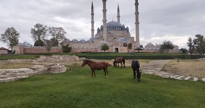 Başıboş Atlar Selimiye Meydanı’nda