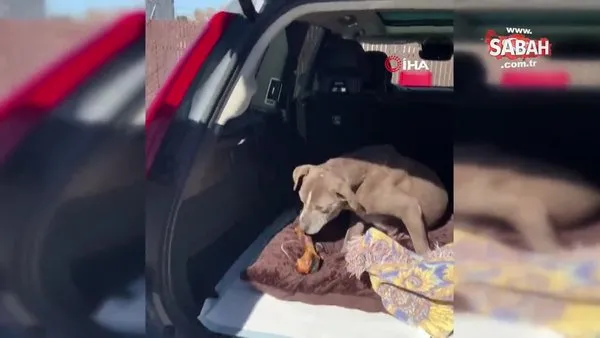 ABD’de kayıp köpek 12 yıl sonra ailesine kavuştu | Video