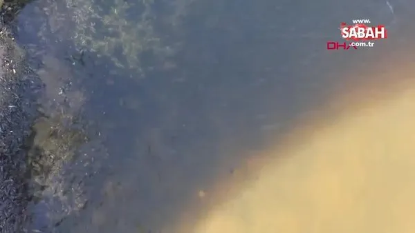 Küçükçekmece Gölü'nde binlerce balık kıyıya vurdu | Video