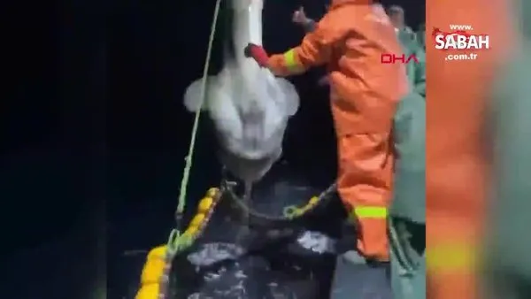 Balıkçıların ağına dev 'ay balığı' takıldı | Video