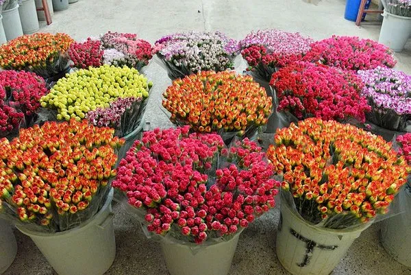 Antalya'dan dünyaya ihraç ediliyor!