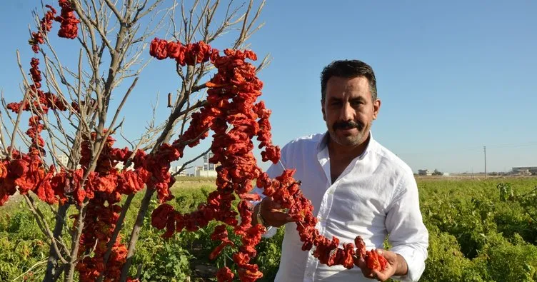 Urfa isotu yurt dışına ihraç edilecek!