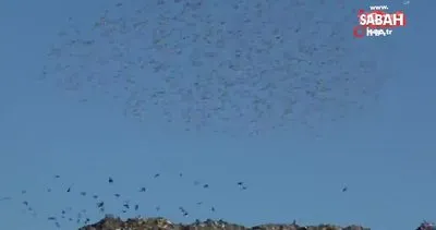Sığırcık kuşlarından görsel şölen | Video