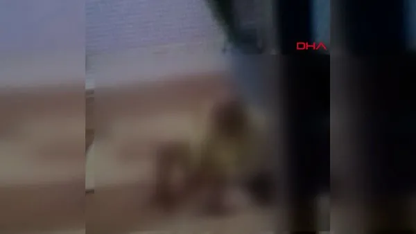 Son Dakika Haberi: Hatay'da şoke eden köpeğe tecavüz görüntüleri | Video