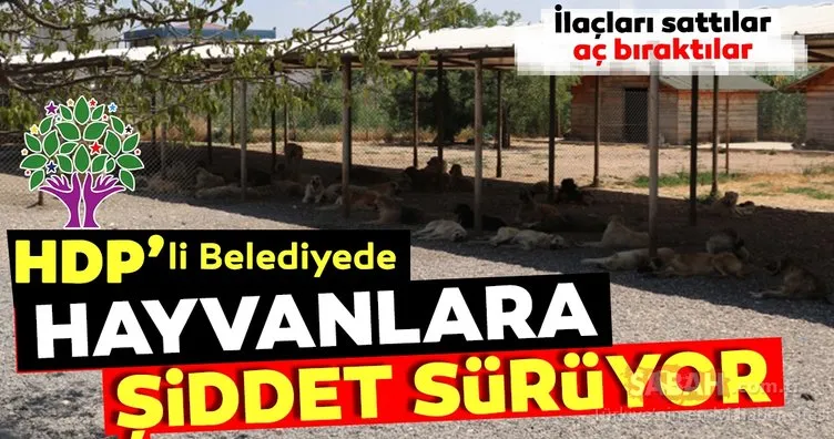 Diyarbakır’da HDP’li belediyenin hayvan barınağında şiddet sürüyor!