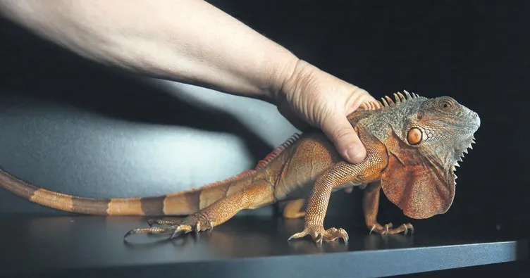 Camide iguana alarmı