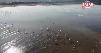 Flamingolar akın akın kışlık yuvalarına geliyor