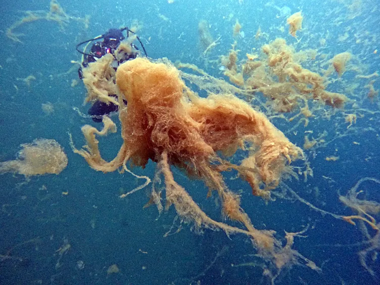 Marmara Denizi’nde korkutan görüntü: Hepsi insan boyutunda!