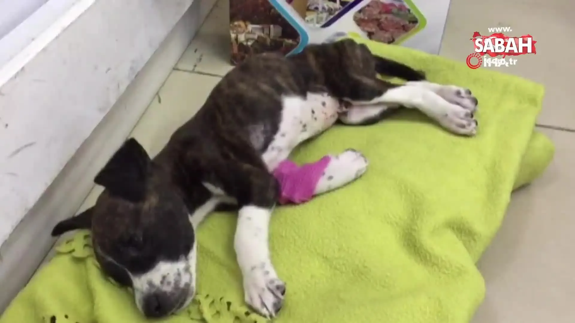 boyle vahset gorulmedi yavru kopegi posete koyup canli canli cope attilar