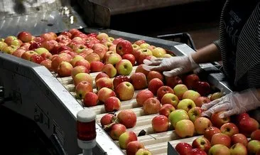 Çorum’da 80 dönüm alanda elma bahçesi kurdu! 14 ülkeye ihracat yapıyor