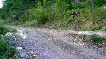 Yediği bal yüzünden fenalaşmıştı! Meşhur ayı Balkız yeniden ortaya çıktı