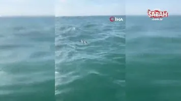 Amatör balıkçı "Bir ejderha da biz tuttuk" diyerek 15 kiloluk balığı yakalamayı başardı