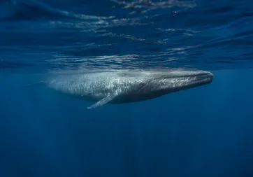 Patagonya’da tarihi an: Nesli tehlikedeki mavi balina ilk kez görüntülendi