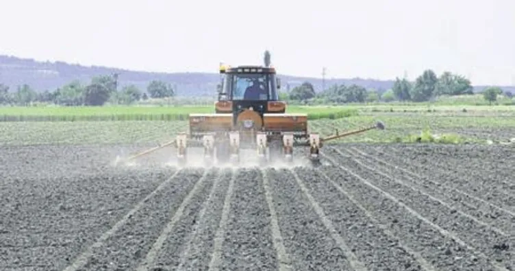 Kavun tohumları toprakla buluştu