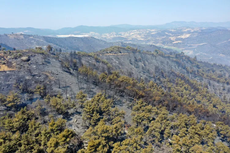 Ege yeşilden griye döndü! Son 10 yılda Yalova büyüklüğünde alan yandı
