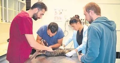 Donan kedi kurtarıldı