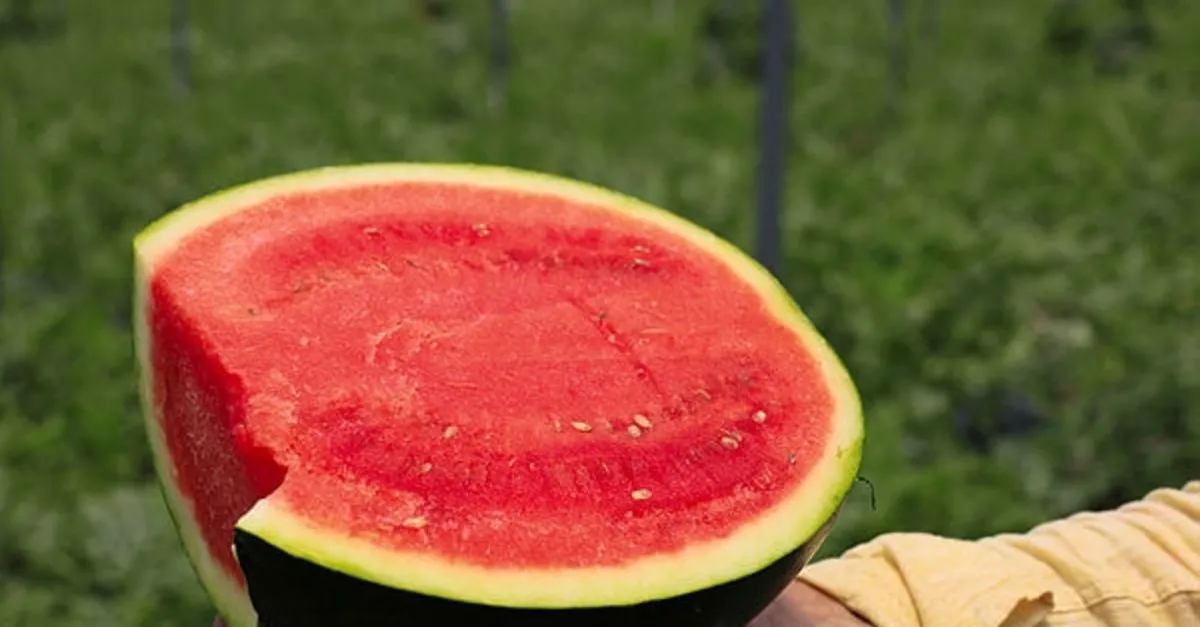 karpuzun faydalari ve zararlari nelerdir karpuz neye hangi hastaliklara iyi gelir saglik haberleri