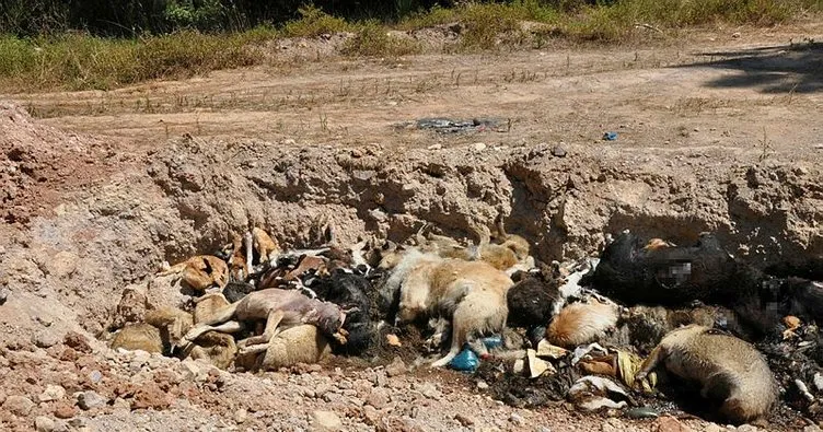 İBB barınağının yanıbaşında vahşet! Toplu hayvan mezarı bulundu: Poşetler içinde yakılıp atılmışlar!