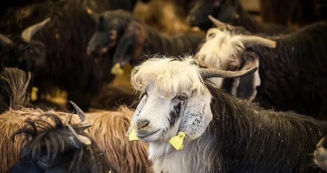 Kurban Bayrami Ne Zaman Hangi Gune Denk Geliyor 2021 Diyanet Takvimine Gore Kurban Bayrami Tatili Kac Gun Olacak Son Dakika Haberler