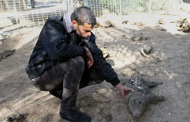 Gazze’deki hayvanat bahçesinde korkunç manzara