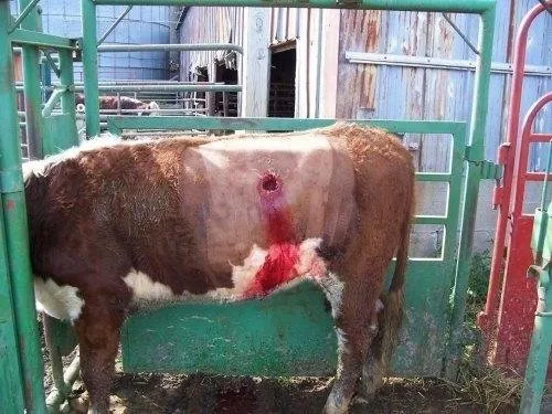 Vahşet! Birkaç litre fazla süt için ineklere yaptıklarına bakın