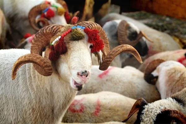 300 bin TL’ye de var 30 bin TL’ye de! 2026 kurbanlık fiyatları netleşti