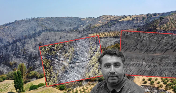 Ege yeşilden griye döndü! Son 10 yılda Yalova büyüklüğünde alan yandı