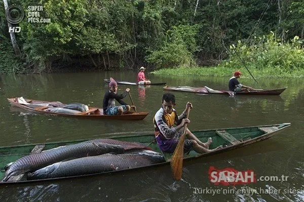 Yılda sadece bir kez yakalanıyor! 2,5 metre ve 200 kilo: İşte dünyanın en büyük balığı Arapayma