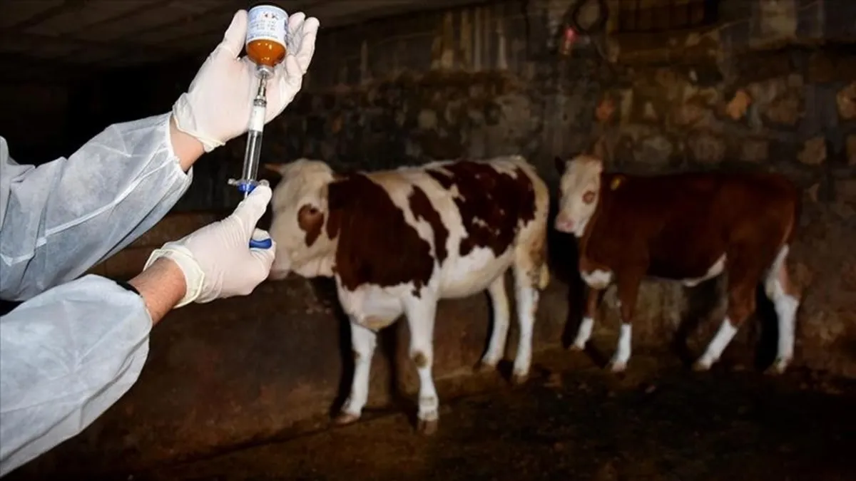 Gökçeada’ya ‘şap hastalığından aşılı ari bölge’ statüsü verildi Gökçeada’ya ‘şap hastalığından aşılı ari bölge’ statüsü verildi