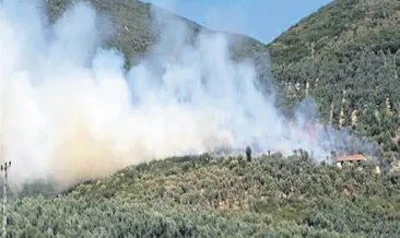 Zeytinlikte korkutan yangın