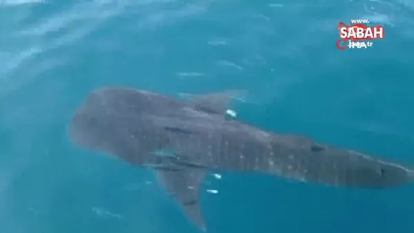 Samandağ açıklarında balina köpek balığı şoku | Video