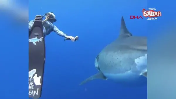 ABD'de araştırmacılar 6 metrelik büyük beyaz köpekbalığı ile yüzdü | Video
