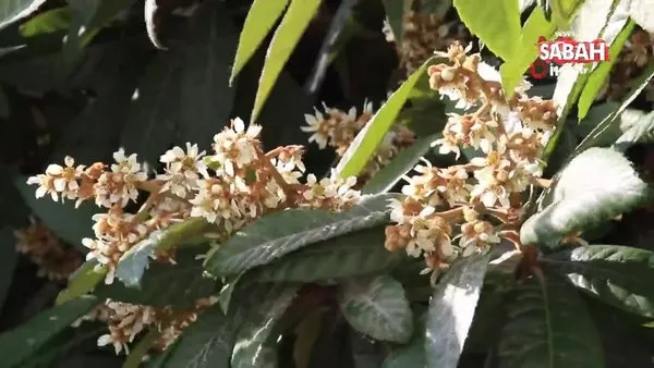 Mersin'de çiçek açan yenidünya ağaçları görsel şölen oluşturdu | Video