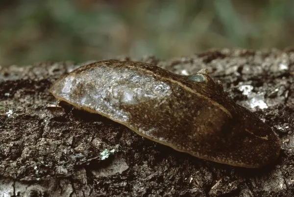 Unlulerin Tercihi Olan Suluk Tedavisinin Sagliga Ne Gibi Faydalari Bulunuyor Iste Suluk Tedavisine Dair Her Sey Saglik Haberleri