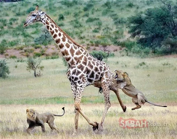 İki aslan dev zürafayı gözüne kestirirse...
