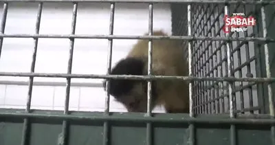 Hayvanat bahçesinden firar eden maymun elektrik akımına kapılarak yaralandı | Video