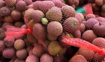 Katil meyve 10 günde 31 can aldı!