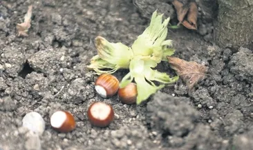 Fındığı yerden toplayın önerisi