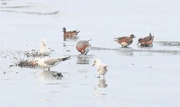 Su kuşları sayılıyor