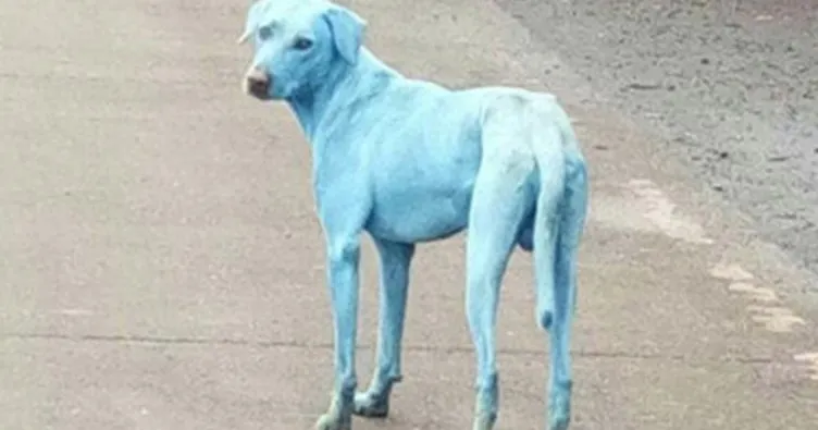 Hindistan’da mavi köpek paniği!