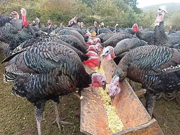 SON DAKİKA | Ankara’da 50 milyonluk dev vurgun! ’Çiftlik Bank’tan sonra şimdi de ’Hindi çiftliği’