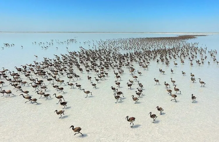 Tuz Gölü’nde binlerce flamingo yavrusu kuluçkadan çıktı