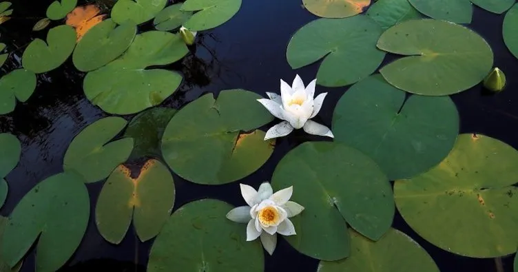 Nilüfer Çiçeği ve Lotus Aynı Mı? Nilüfer Çiçeği ve Lotus Arasındaki Fark Nedir?