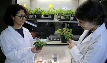 Ay ve Mars toprağında domates başarısı!