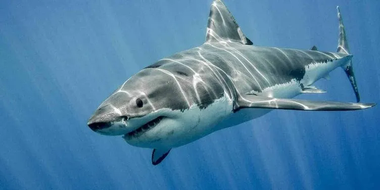 Mısır’da köpekbalığı saldırısı dehşeti gözler önüne serdi! Akdeniz’de köpekbalıklarını duyunca hayrete düşeceksiniz