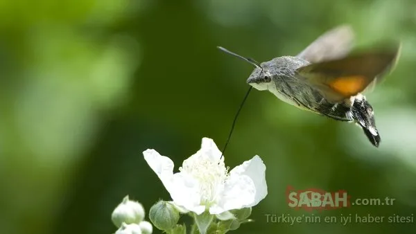 Trakya'daki yaban hayatı görüntülendi