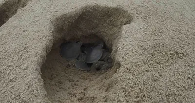 Amazon Nehri’nde kaplumbağa seli