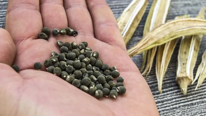 Yüksek kolesterolü dibe çekiyor! Haftada tek bir porsiyonla damarları gençleştiren o besin